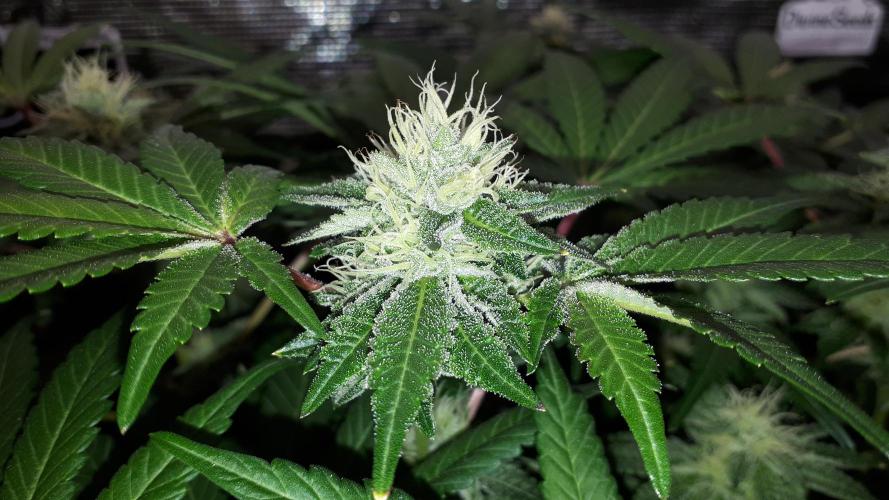 420 FASTBUDS = BISCOTTI GELATO. Week 14