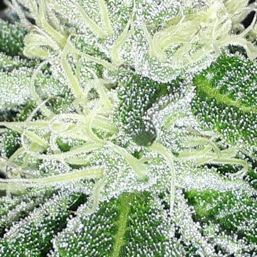420 FASTBUDS = BISCOTTI GELATO. Week 14