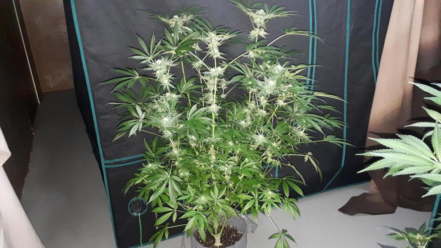 420 FASTBUDS = LEMON CHERRY RUNTZ. Week 14