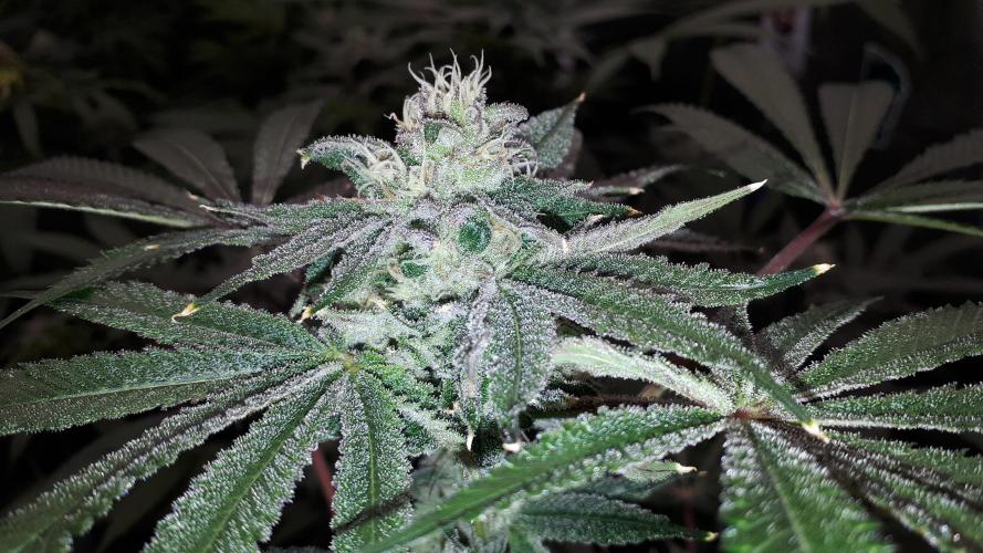 420 FASTBUDS = LEMON CHERRY RUNTZ. Week 14