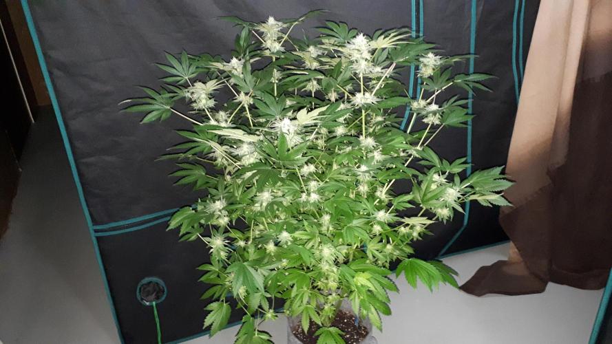 420 FASTBUDS = PAPAYTON. Week 14