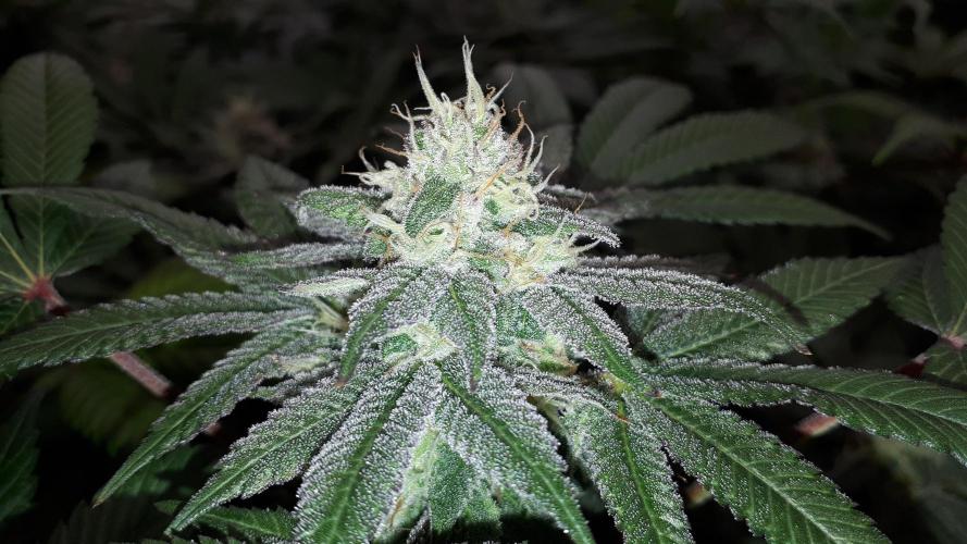 420 FASTBUDS = PAPAYTON. Week 14