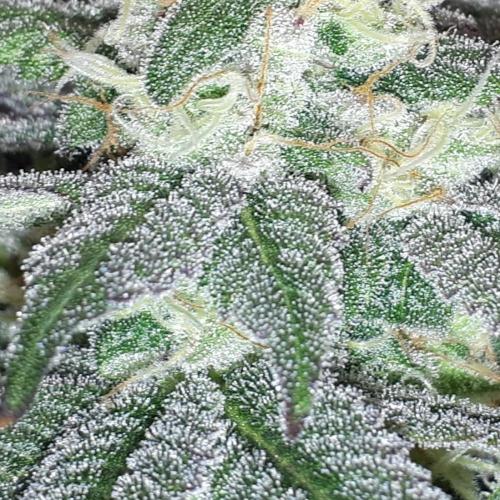 420 FASTBUDS = PAPAYTON. Week 14