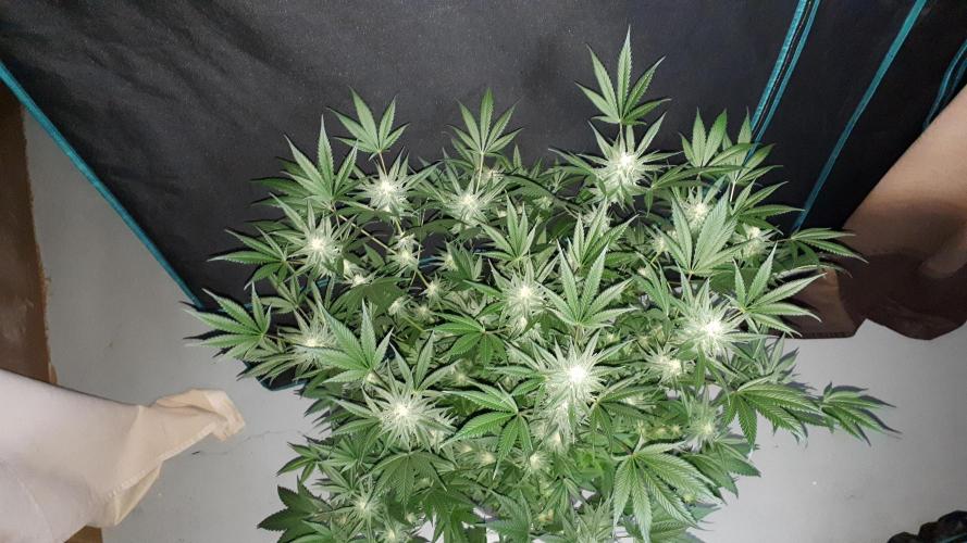 420 FASTBUDS = TROPICANA COOKIES FF. Week 14