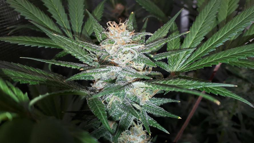 420 FASTBUDS = TROPICANA COOKIES FF. Week 14