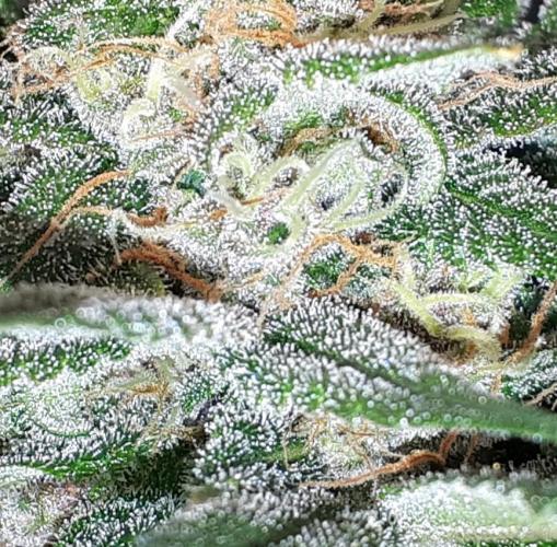420 FASTBUDS = TROPICANA COOKIES FF. Week 14