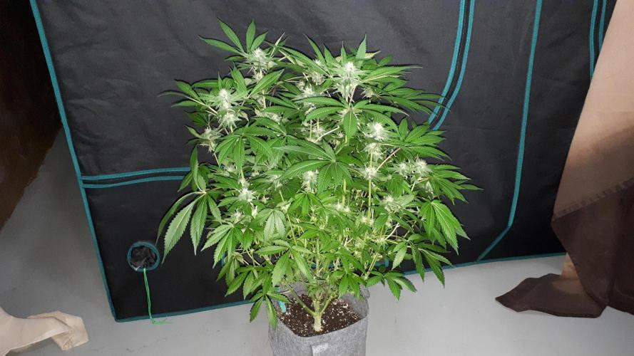 KANNABIA SEEDS = APPLE AND BANANAS. Week 14