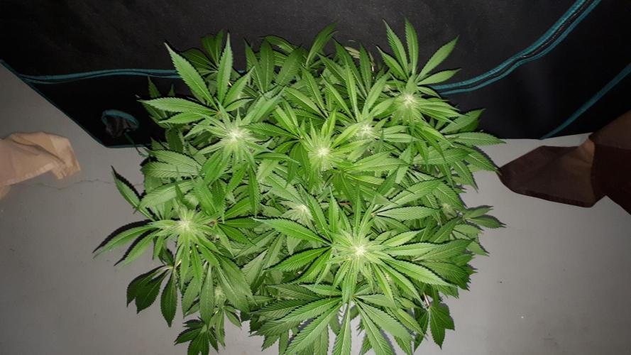 KANNABIA SEEDS = APPLE AND BANANAS. Week 14