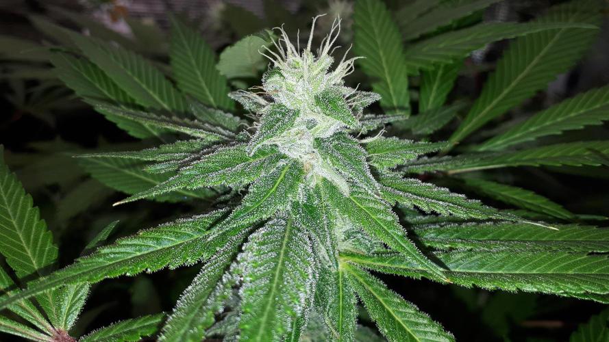 KANNABIA SEEDS = APPLE AND BANANAS. Week 14