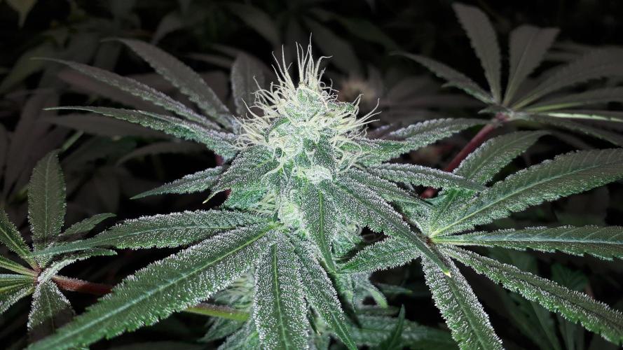 KANNABIA SEEDS = HELLFIRE OG. Week 14