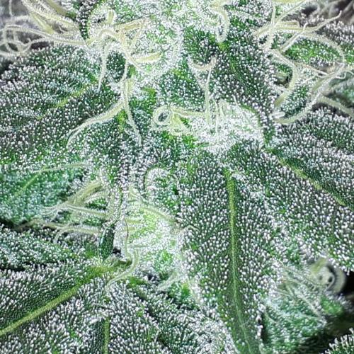 KANNABIA SEEDS = HELLFIRE OG. Week 14