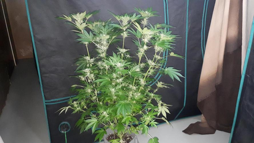KANNABIA SEEDS = PINK GELATO. Week 14