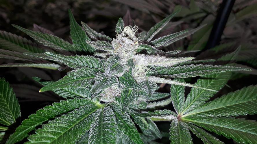 KANNABIA SEEDS = PINK GELATO. Week 14