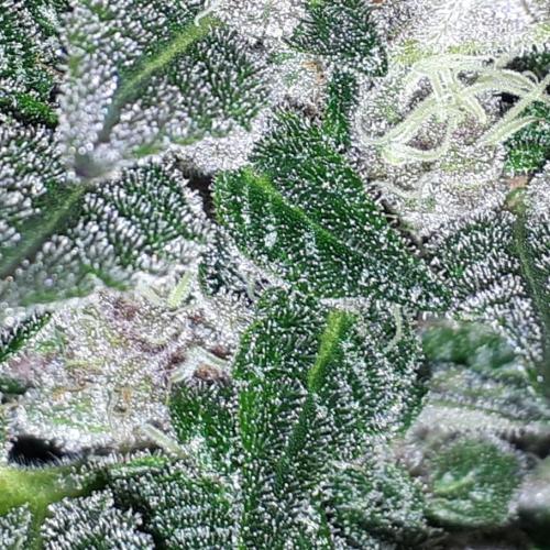 KANNABIA SEEDS = PINK GELATO. Week 14
