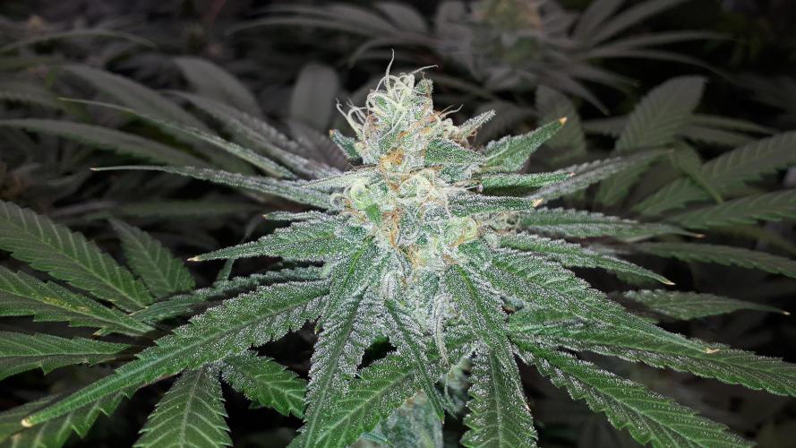 KANNABIA SEEDS = ZOAP ROSE. Week 14