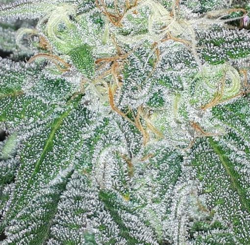 KANNABIA SEEDS = ZOAP ROSE. Week 14