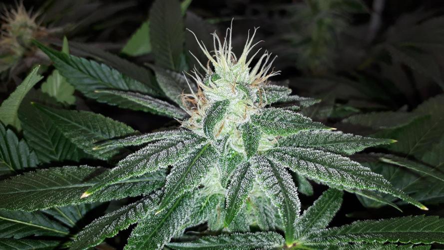 ORIGINAL SENSIBLE = PAPAYA STANK. Week 14