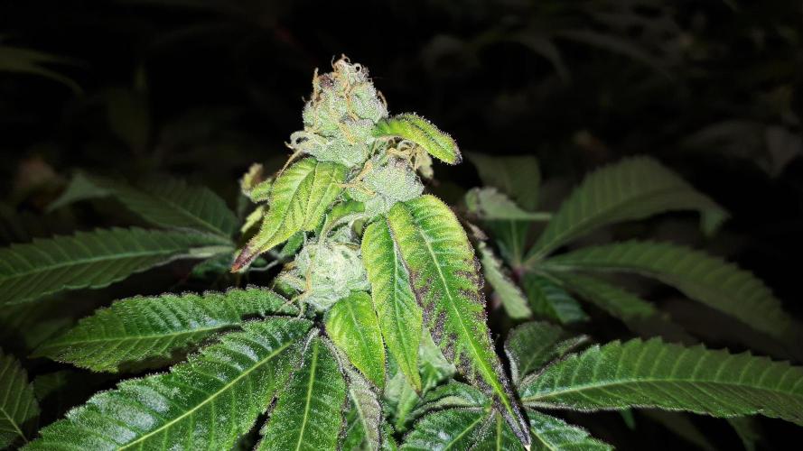 ILGM = GRAPE FANTA. Week 14