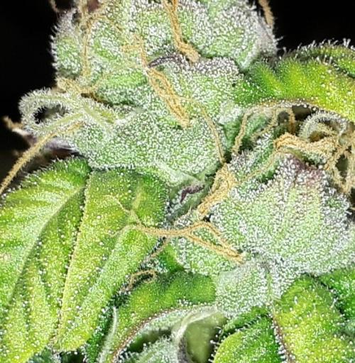 ILGM = GRAPE FANTA. Week 14