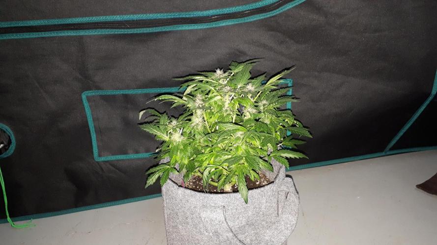 ILGM = TANGIE QUEEN. Week 14