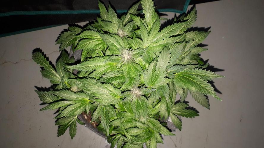 ILGM = TANGIE QUEEN. Week 14