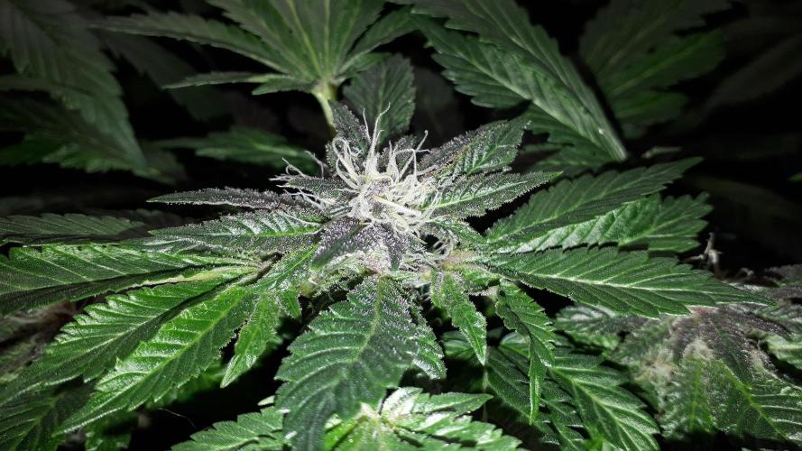 ILGM = TANGIE QUEEN. Week 14