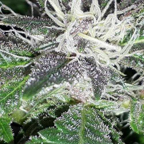 ILGM = TANGIE QUEEN. Week 14