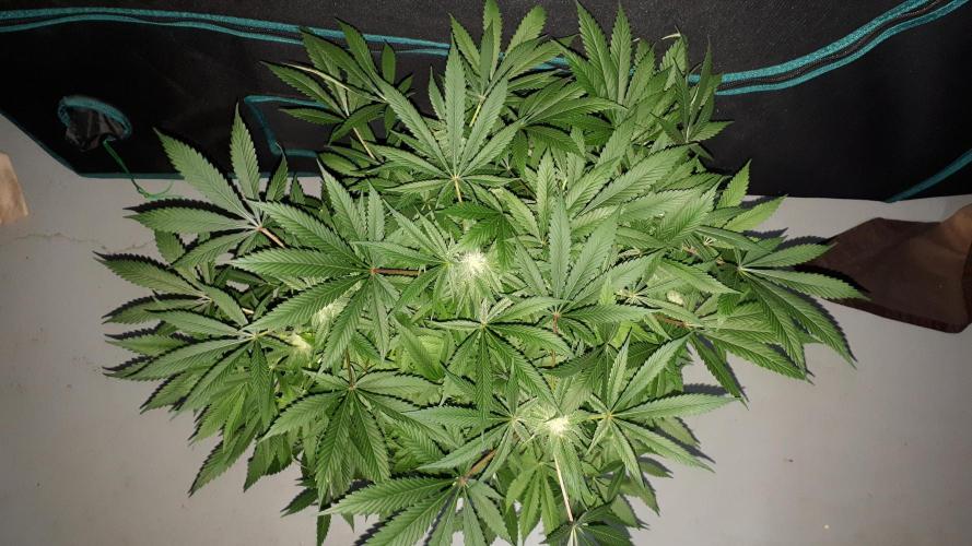 SUPERNATURAL SEEDS = APPLE MAC. Week 14