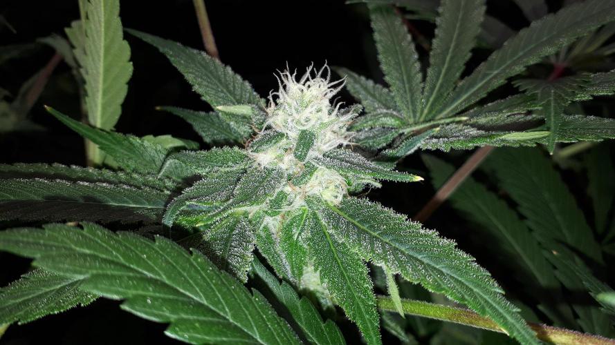 SUPERNATURAL SEEDS = APPLE MAC. Week 14