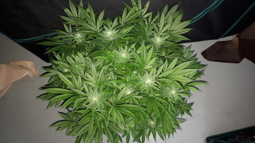 SUPERNATURAL SEEDS = GRAPE GASOLINE. Week 14