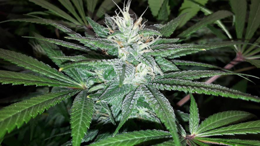 SUPERNATURAL SEEDS = GRAPE GASOLINE. Week 14