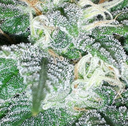 SUPERNATURAL SEEDS = GRAPE GASOLINE. Week 14