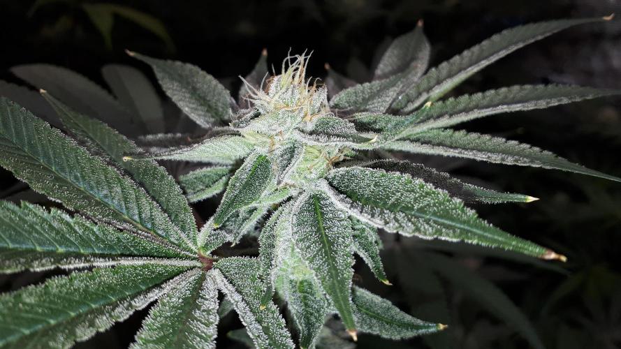 UKHTA SEEDS = CANDY HOUSE. Week 14