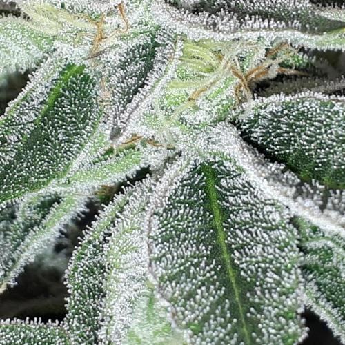 UKHTA SEEDS = CANDY HOUSE. Week 14