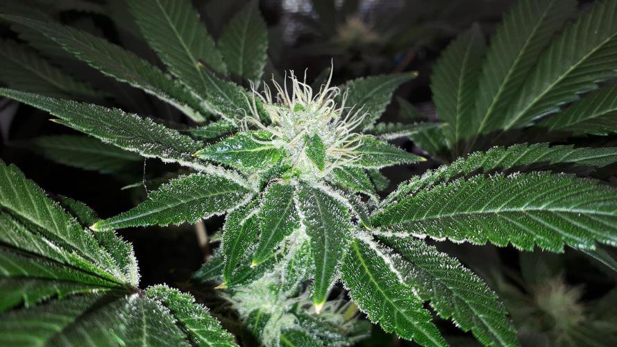IZI SEEDS = GRANDPA ZOMBIE. Week 14
