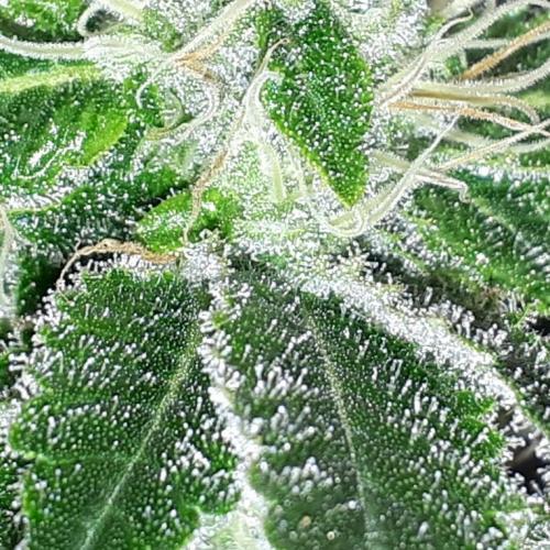 IZI SEEDS = GRANDPA ZOMBIE. Week 14