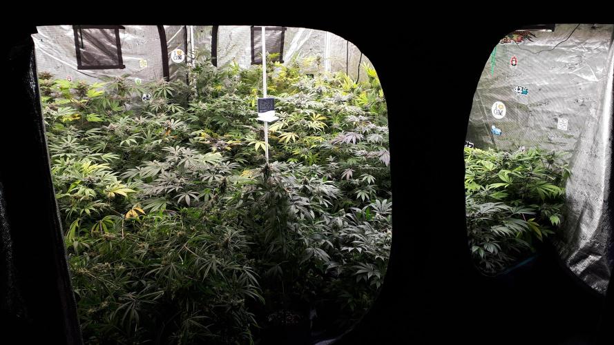 25 PLANT GROW- 8X8 GROW TENT. Week 15