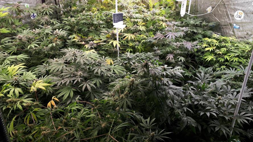25 PLANT GROW- 8X8 GROW TENT. Week 15