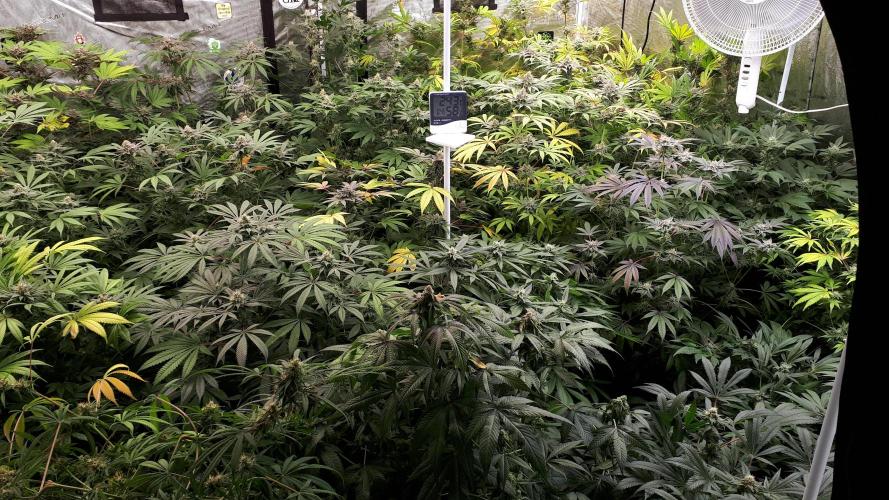 25 PLANT GROW- 8X8 GROW TENT. Week 15