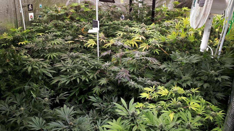 25 PLANT GROW- 8X8 GROW TENT. Week 15