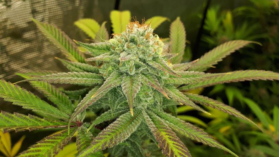 25 PLANT GROW- 8X8 GROW TENT. Week 15