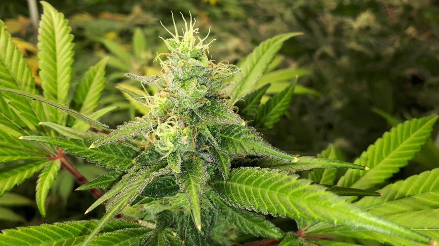 MSNL SEEDS = CARBON FIBER. Week 15