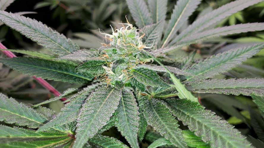 MSNL SEEDS = GRAPE GLACIER. Week 15