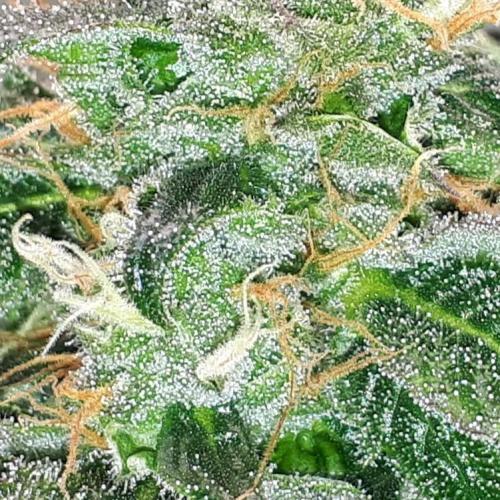 MSNL SEEDS = GRAPE GLACIER. Week 15