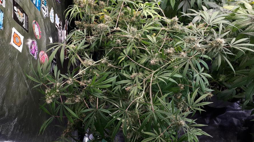 MSNL SEEDS = MIMOSA. Week 15