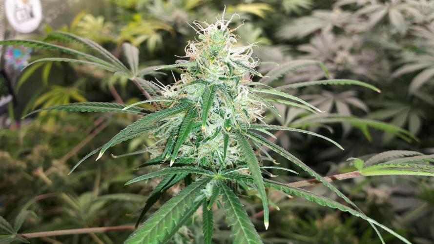 MSNL SEEDS = MIMOSA. Week 15