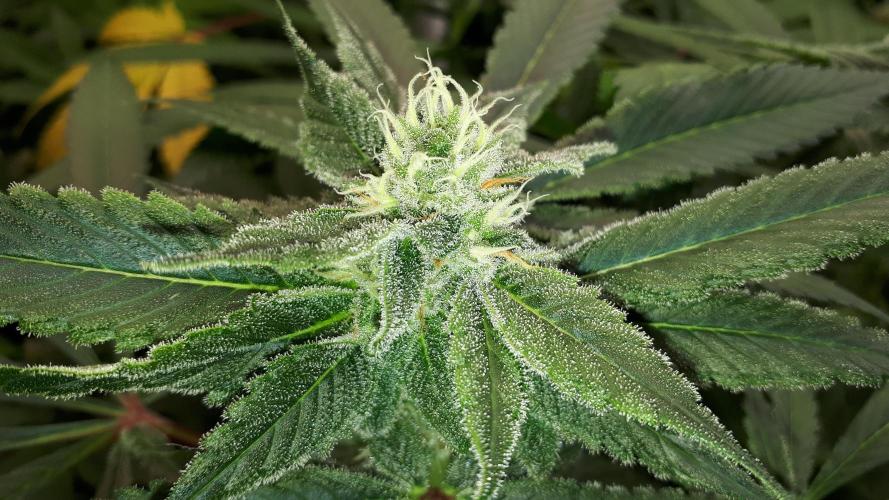 MSNL SEEDS = SKYWALKER OG. Week 15