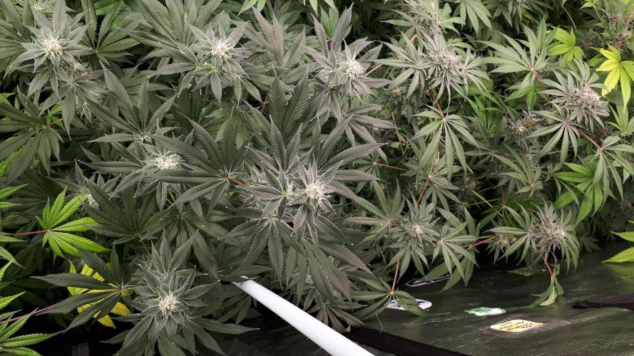 MSNL SEEDS = WHITE TRUFFLE. Week 15