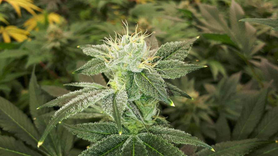 MSNL SEEDS = WHITE TRUFFLE. Week 15