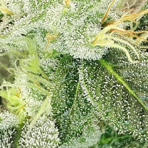 MSNL SEEDS = WHITE TRUFFLE. Week 15